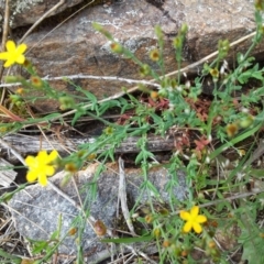 Hypericum gramineum at Kambah, ACT - 17 Nov 2017