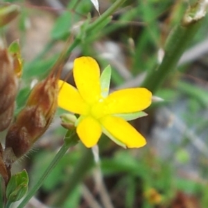 Hypericum gramineum at Kambah, ACT - 17 Nov 2017