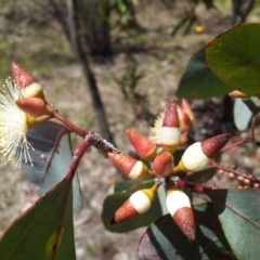 Eucalyptus blakelyi (Blakely's Red Gum) at Mount Taylor - 20 Nov 2017 by RosemaryRoth