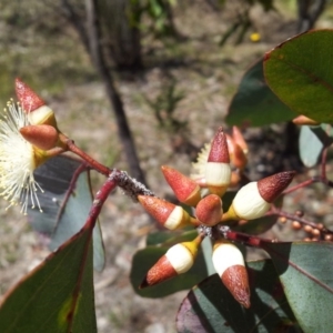 Eucalyptus blakelyi at Mount Taylor - 20 Nov 2017