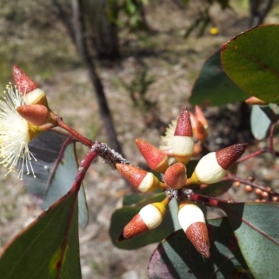 Eucalyptus blakelyi (Blakely's Red Gum) at Mount Taylor - 20 Nov 2017 by RosemaryRoth