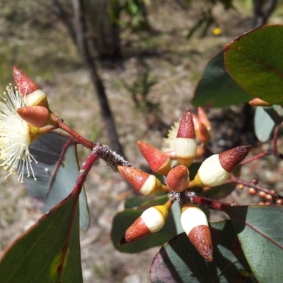 Eucalyptus blakelyi (Blakely's Red Gum) at Kambah, ACT - 20 Nov 2017 by RosemaryRoth