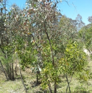 Eucalyptus blakelyi at Kambah, ACT - 20 Nov 2017