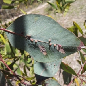 Eucalyptus blakelyi at Kambah, ACT - 20 Nov 2017