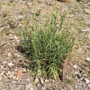 Rutidosis leptorhynchoides at Googong, NSW - 22 Nov 2017