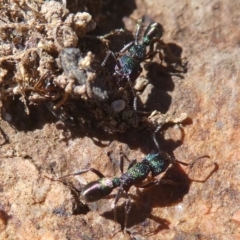 Rhytidoponera metallica (Greenhead ant) at Environa, NSW - 21 Nov 2017 by Wandiyali