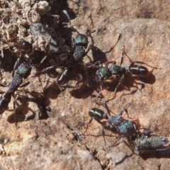 Rhytidoponera metallica at Environa, NSW - 22 Nov 2017