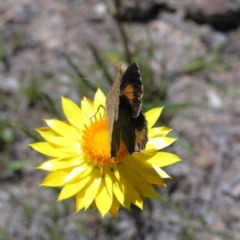 Paralucia pyrodiscus at Kambah, ACT - suppressed