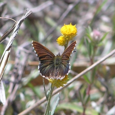 Neolucia agricola (Fringed Heath-blue) at Kambah, ACT - 22 Nov 2017 by MatthewFrawley