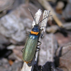 Chauliognathus lugubris (Plague Soldier Beetle) at Gungahlin, ACT - 19 Nov 2017 by MatthewFrawley