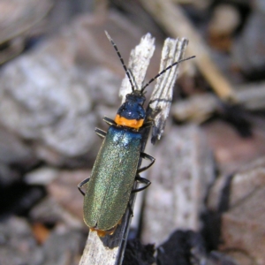 Chauliognathus lugubris at Gungahlin, ACT - 19 Nov 2017 12:04 PM