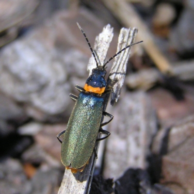 Chauliognathus lugubris (Plague Soldier Beetle) at Gungahlin, ACT - 19 Nov 2017 by MatthewFrawley