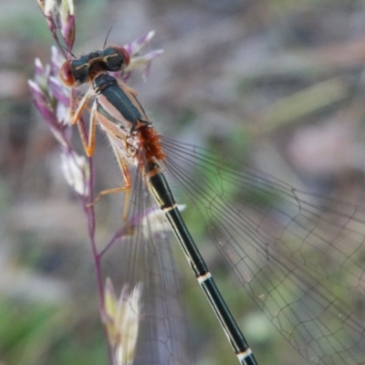 Xanthagrion erythroneurum (Red & Blue Damsel) at Jerrabomberra, NSW - 20 Nov 2017 by Wandiyali