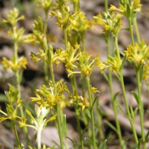 Pimelea curviflora at Forde, ACT - 19 Nov 2017 11:52 AM