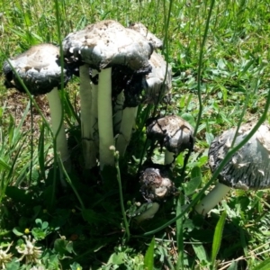 Coprinus comatus at Yarralumla, ACT - 22 Nov 2017