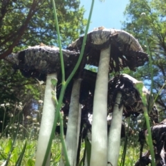 Coprinus comatus at Yarralumla, ACT - 22 Nov 2017 01:08 PM