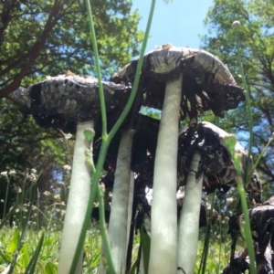 Coprinus comatus at Yarralumla, ACT - 22 Nov 2017 01:08 PM