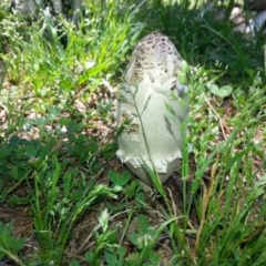 Coprinus comatus at Yarralumla, ACT - 22 Nov 2017