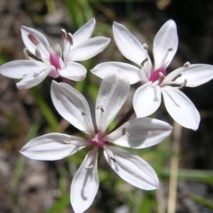 Burchardia umbellata (Milkmaids) at Kambah, ACT - 22 Nov 2017 by MatthewFrawley