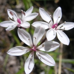 Burchardia umbellata (Milkmaids) at Kambah, ACT - 22 Nov 2017 by MatthewFrawley