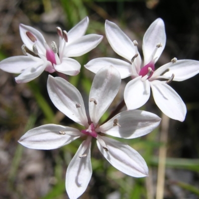 Burchardia umbellata (Milkmaids) at Kambah, ACT - 22 Nov 2017 by MatthewFrawley