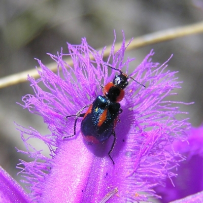 Dicranolaius villosus (Melyrid flower beetle) at Kambah, ACT - 22 Nov 2017 by MatthewFrawley
