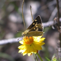 Trapezites luteus (Yellow Ochre, Rare White-spot Skipper) at Kambah, ACT - 22 Nov 2017 by MatthewFrawley