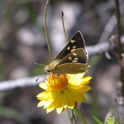 Trapezites luteus (Yellow Ochre, Rare White-spot Skipper) at Mount Taylor - 22 Nov 2017 by MatthewFrawley