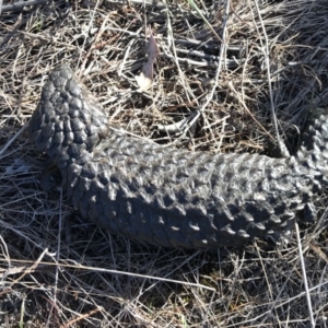 Tiliqua rugosa at Majura, ACT - 22 Nov 2017 09:12 PM