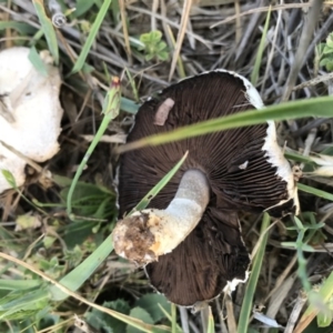 Agaricus sp. at Watson, ACT - 22 Nov 2017 09:32 PM