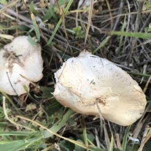 Agaricus sp. at Watson, ACT - 22 Nov 2017 09:32 PM