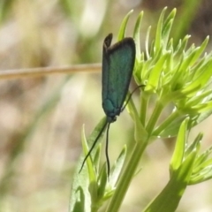 Pollanisus viridipulverulenta (Satin-green Forester) at Urambi Hills - 22 Nov 2017 by JohnBundock