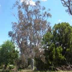 Eucalyptus rossii (Inland Scribbly Gum) at Kambah, ACT - 17 Nov 2017 by RosemaryRoth