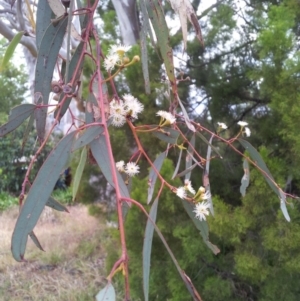 Eucalyptus rossii at Little Taylor Grasslands - 17 Nov 2017 05:36 PM