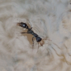 Myrmecia tarsata (Bull ant or Bulldog ant) at Conder, ACT - 12 Nov 2017 by MichaelBedingfield