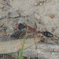 Myrmecia nigriceps (Black-headed bull ant) at Tuggeranong Hill - 12 Nov 2017 by michaelb
