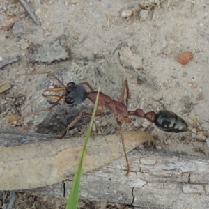 Myrmecia nigriceps at Conder, ACT - 12 Nov 2017 07:08 PM