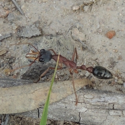 Myrmecia nigriceps (Black-headed bull ant) at Tuggeranong Hill - 12 Nov 2017 by michaelb