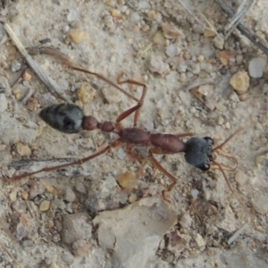 Myrmecia nigriceps at Conder, ACT - 12 Nov 2017 07:08 PM