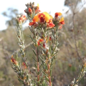 Dillwynia sericea at Theodore, ACT - 19 Oct 2017 12:00 AM