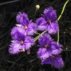 Thysanotus tuberosus subsp. tuberosus (Common Fringe-lily) at Bullen Range - 22 Nov 2017 by JohnBundock