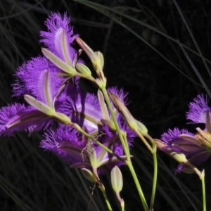 Thysanotus tuberosus subsp. tuberosus at Bullen Range - 22 Nov 2017