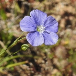 Linum marginale at Greenway, ACT - 22 Nov 2017