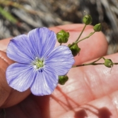 Linum marginale at Greenway, ACT - 22 Nov 2017