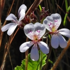 Pelargonium australe (Austral Stork's-bill) at Bullen Range - 22 Nov 2017 by JohnBundock