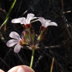 Pelargonium australe at Bullen Range - 22 Nov 2017 09:46 AM