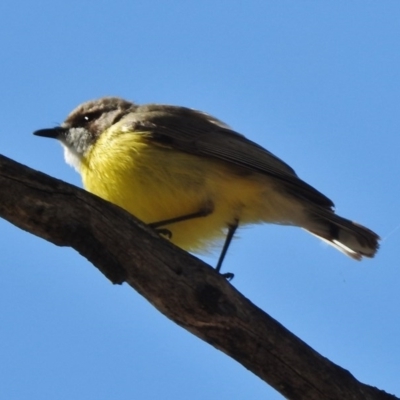 Gerygone olivacea (White-throated Gerygone) at Bullen Range - 21 Nov 2017 by JohnBundock