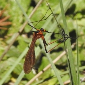 Harpobittacus australis at Bullen Range - 22 Nov 2017