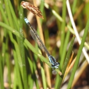 Ischnura heterosticta at Bullen Range - 22 Nov 2017