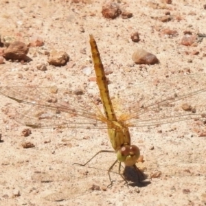 Diplacodes bipunctata at Bullen Range - 22 Nov 2017